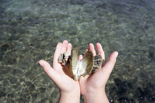 Boy holding seashells in the palm of his hands over the sea.