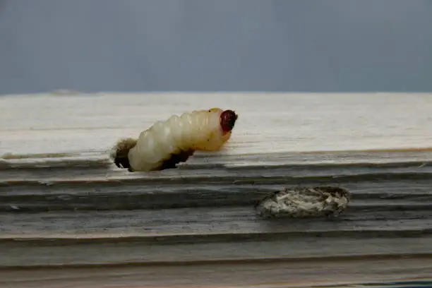 Woodworm gnaws itself into a piece of wood