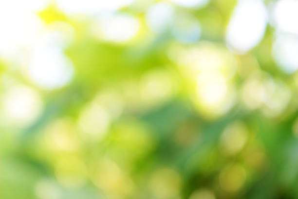 istock Bright blurred gradient green background with leaves. Natural nature texture for a banner, template or presentation. Light summer verdure with space for text or information. 1154825439