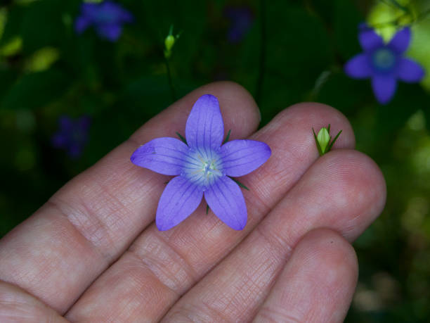 istock forget-me-not flower in a hand 1154826523