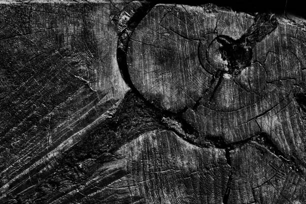 istock Cut old tree close up for background. Black and White color. 1154826552