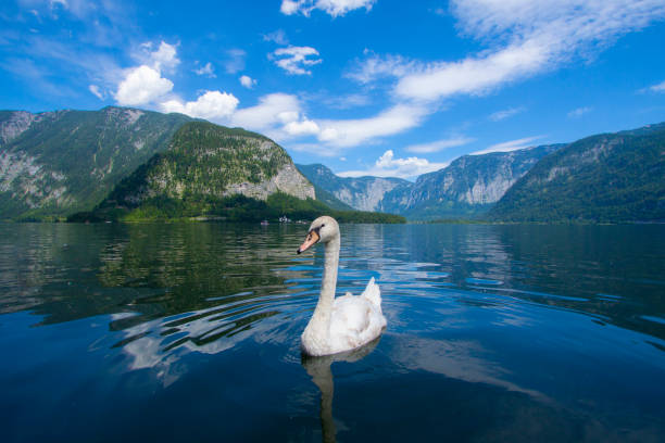 istock White swan in a lake 1154826877