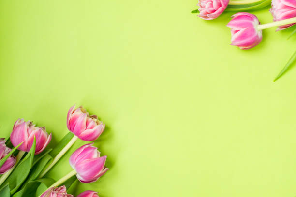 istock Pink flowers tulips lying on a green background. 1154828392