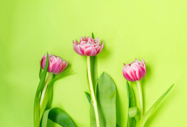 istock Three pink tulip flowers lying on a green background. 1154828458