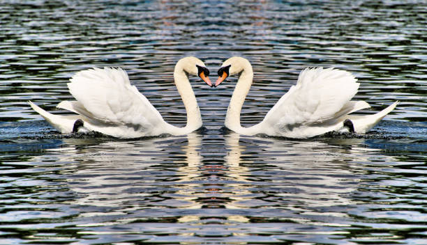 istock A picture of a Mute Swan with reflection 1154830221