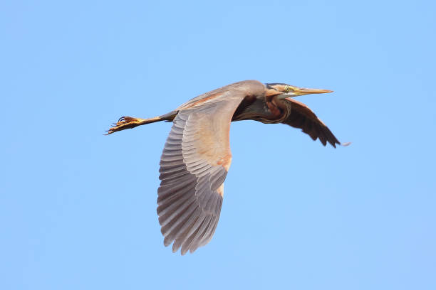 istock Purpurreiher *Purple Heron* Ardea Purpurea 1154830271