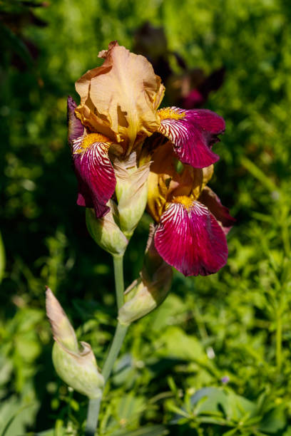 istock Beautiful iris flower on flowerbed in garden 1154830792