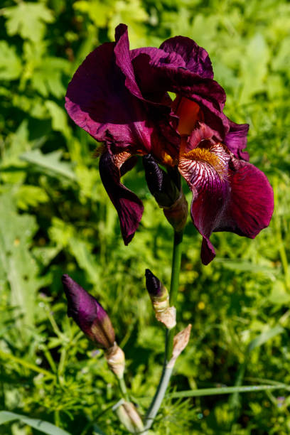 istock Beautiful iris flower on flowerbed in garden 1154830796