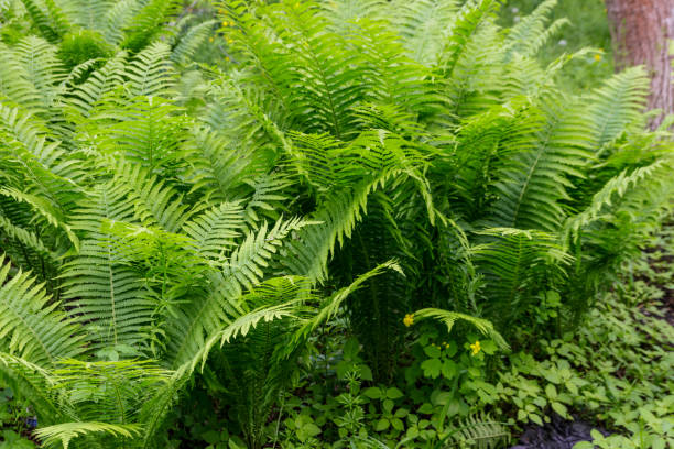 istock Green fern in a forest 1154830991