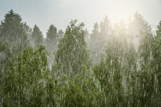 istock Forest trees under the pouring rain at day time. 1154831052