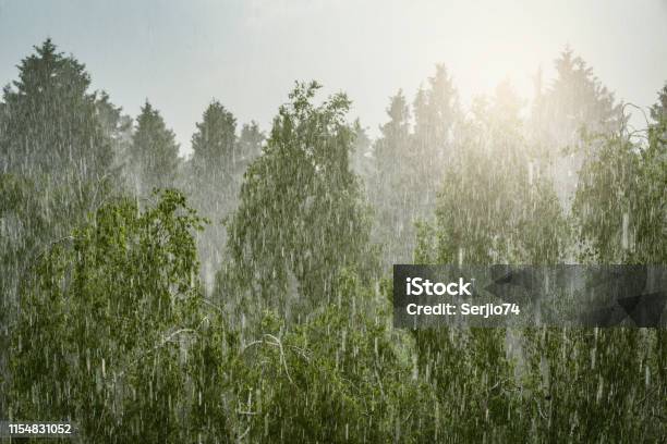 Forest Trees Raining Forest Trees Under The Pouring Rain At Day Time Stock Photo - Download ...