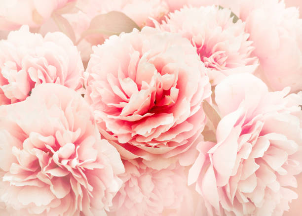 istock Flowers background with pink peony close up 1154831458
