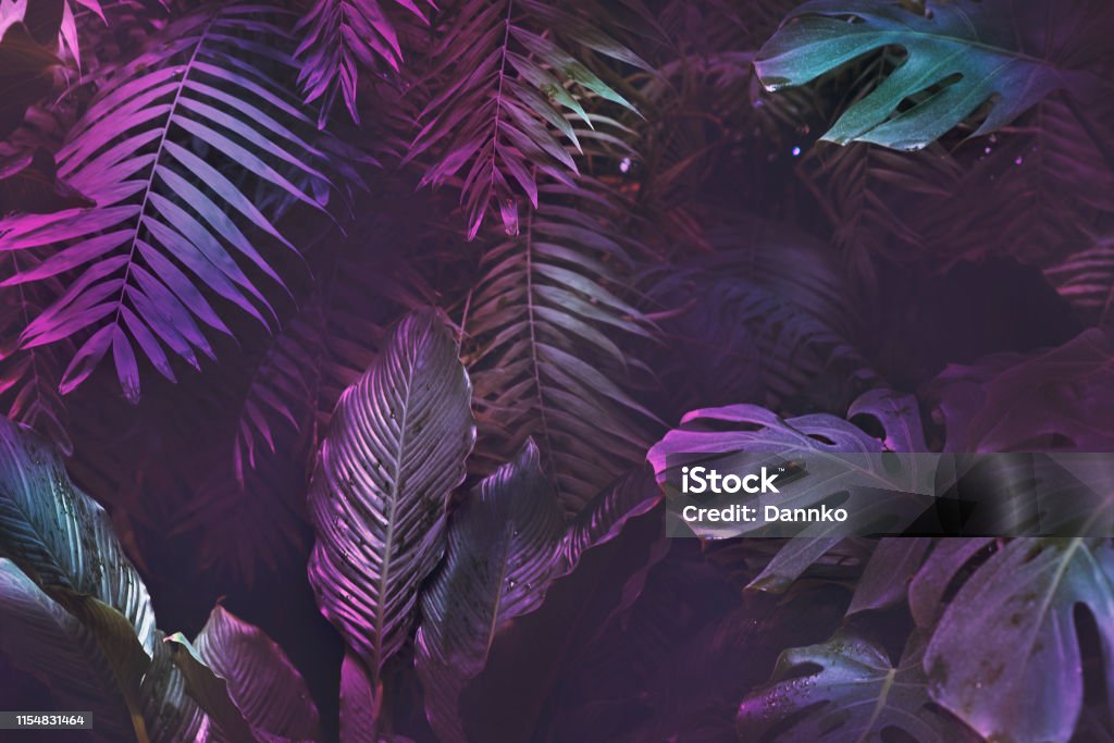 Bright neon tropical palm background leaves pink and dark jungle texture Bright neon tropical palm background leaves pink and dark jungle texture, copy space, foliage backdrop Tropical Climate Stock Photo