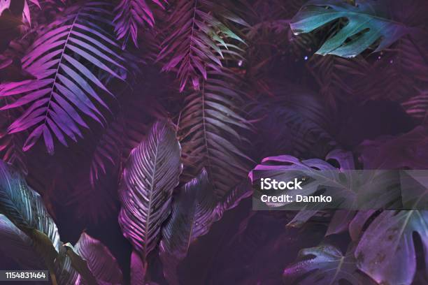 Bright Neon Tropical Palm Background Leaves Pink And Dark Jungle Texture Stock Photo - Download Image Now