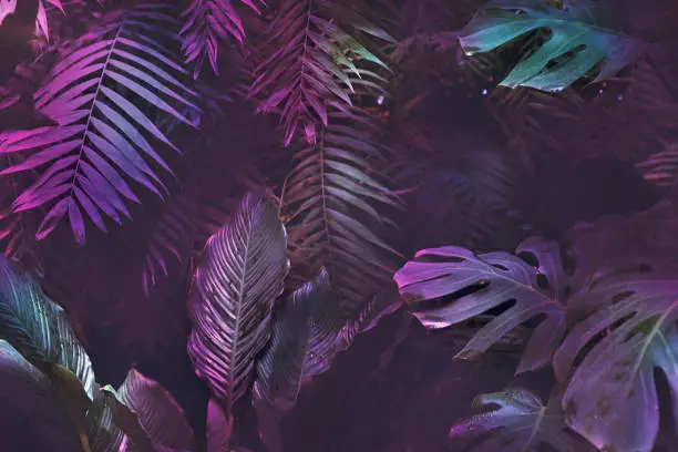 Photo of Bright neon tropical palm background leaves pink and dark jungle texture