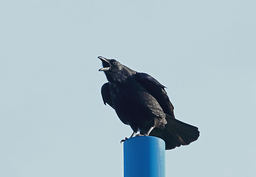 Carrion Crow (Corvus corone orientalis) adult perched on post calling