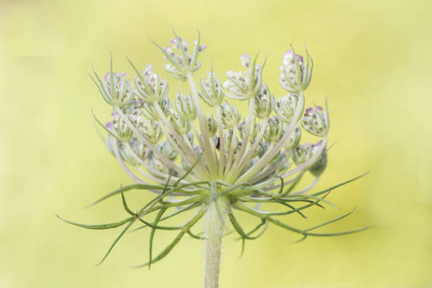 Cow parsley close up with Red soldier beetles in the foreground