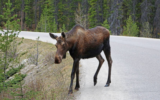 istock Female moose on the road 1154833542