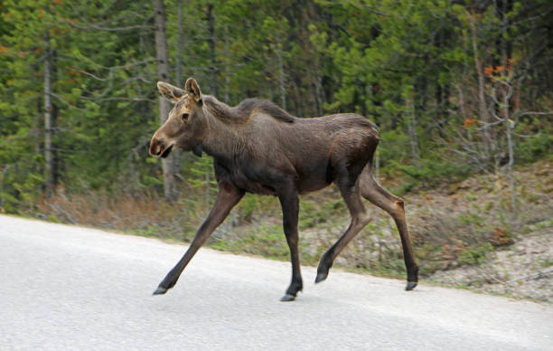 istock The calf crossing the road 1154833622