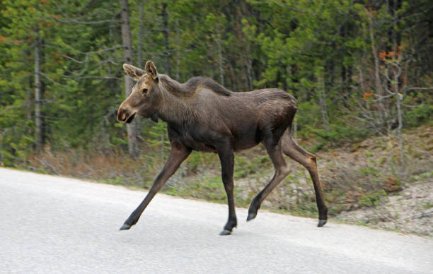 the calf crossing the road - moose alberta canada wildlife imagens e fotografias de stock