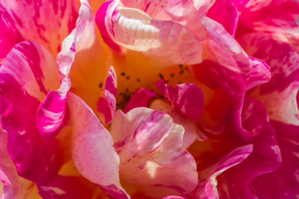 istock Blur rose petals, close up, abstract  background 1154833695