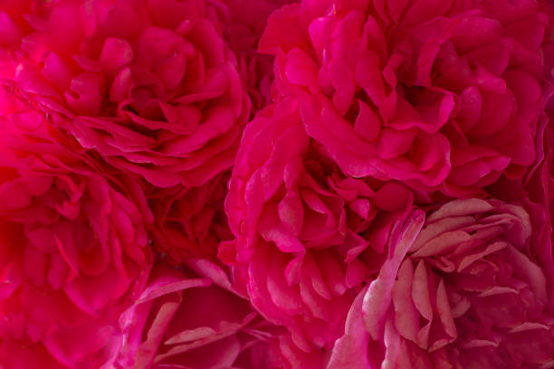 istock Blur style for background: pink rose petals  in soft color 1154833705