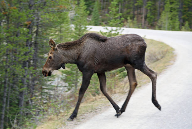 istock The calf on the road 1154834090
