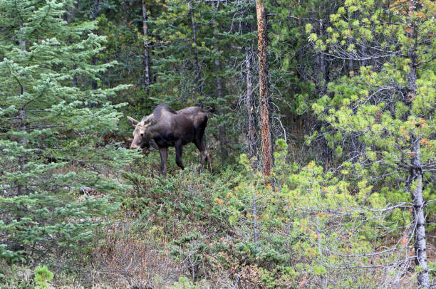 istock Female moose walking in the forest 1154834155