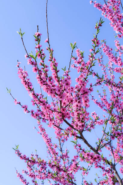 istock Pink blossoms of apricot tree 1154834259