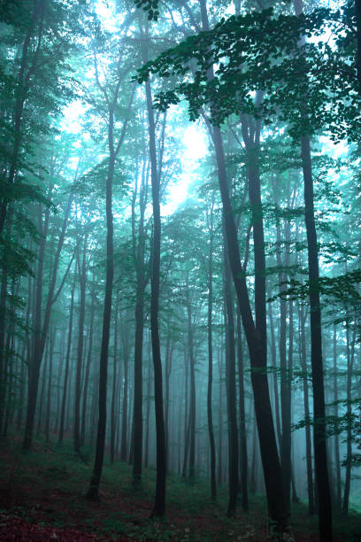 istock Foggy forest in turquoise colors. 1154834878