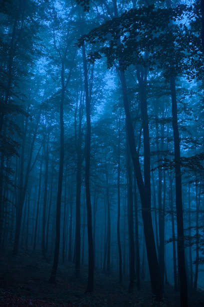 Foggy forest, fairy tale woods or foggy horror forest. Halloween concept. Blue colors misty forest.