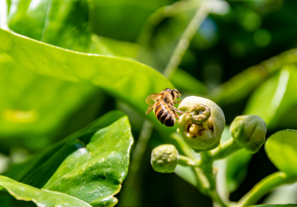 istock Bee collecting pollen, from the grapefruit blossom 1154835138