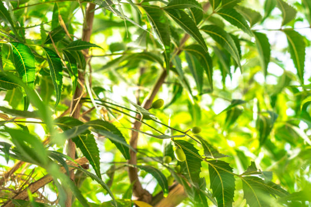 istock fresh and healthy growing green herble leaves 1154835172