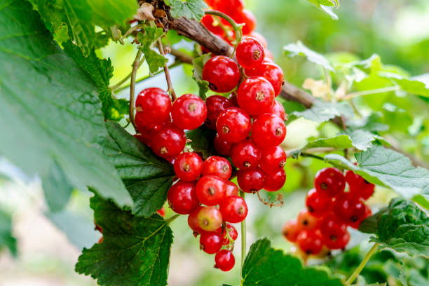 il ribes rosso cresce su un cespuglio in giardino. primo piano di ribes rosso maturo come sfondo. raccogliere le bacche mature di ribes rosso. un mucchio di ribes rosso su un ramo. concetto di natura. un posto per la tua iscrizione - currant food photography color image foto e immagini stock