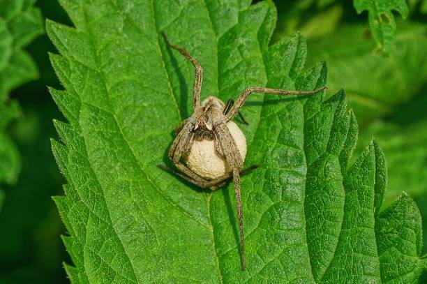 a large gray spider holds a white egg on a green leaf of a plant