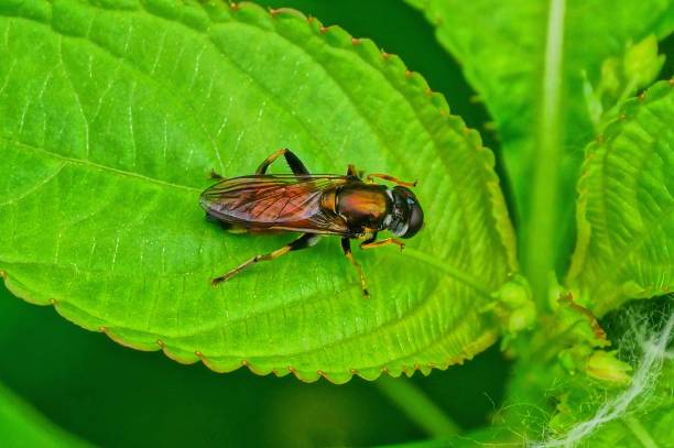 istock brown fly sits on a green leaf of a plant 1154836839