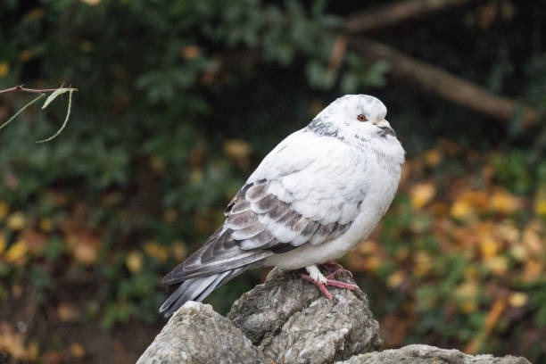 istock White and grey feathered ruffled up pigeon sitting on a stone. 1154837719