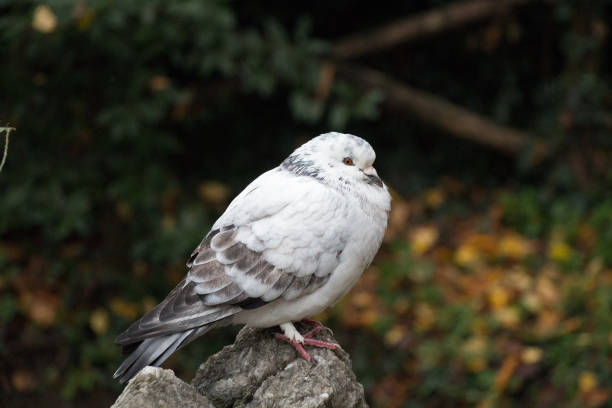 istock White and grey feathered ruffled up pigeon sitting on a stone. 1154838261