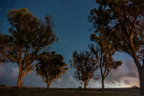 istock Trees under starts in israeli oasis desert 1154838363