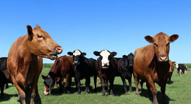 istock Brown beige black white beef cows in the field 1154839247