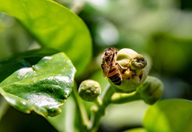 istock Bee collecting pollen, from the grapefruit blossom 1154839259