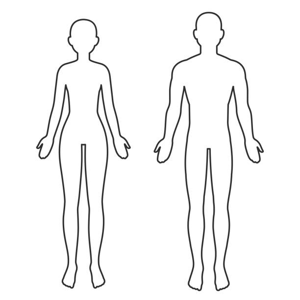 Male and female body outline Male and female body silhouette outline. Blank anatomy template for medical infographics. Isolated vector clip art illustration. full length illustrations stock illustrations