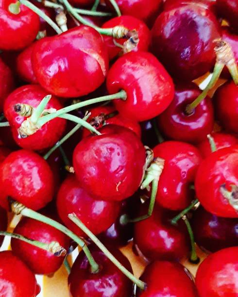 Fresh red cherries