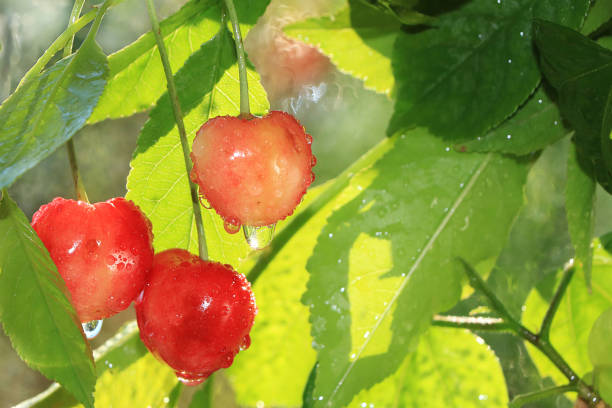 istock Cherry in the garden after the rain, selective focus. 1154840691