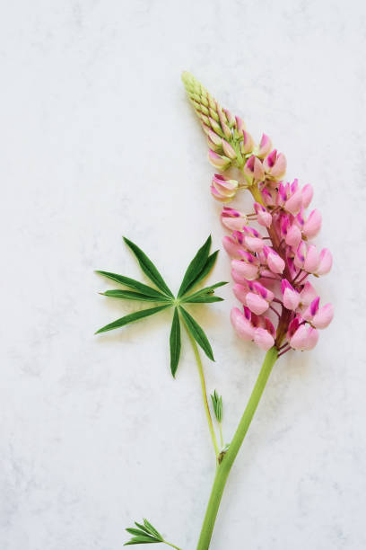 Pink lupine flower on white marmor background. Top view, copy space.