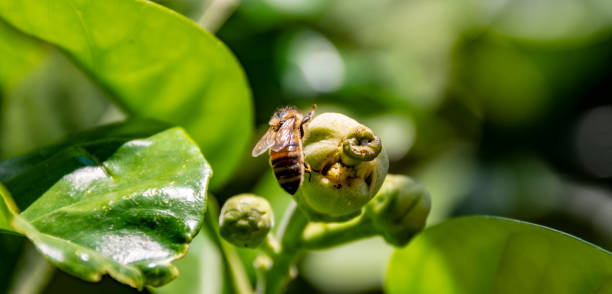 istock Bee collecting pollen, from the grapefruit blossom 1154840882