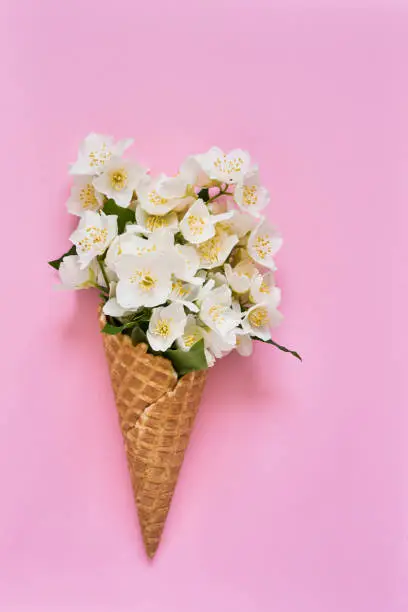 Philadelphus or mock-orange flowers in a waffle ice cream cone on pink background. Summer concept. Copy space, top view. Minimal summer flat lay composition.