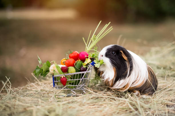 cute guinea pig with a cart of fruits and vegetables