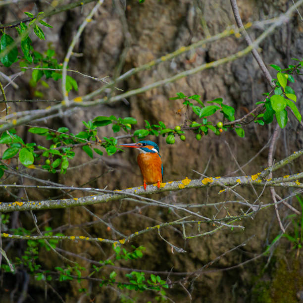 istock The kingfisher 1154842248