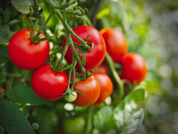 tomates frescos en la vid - tomatoes on vine fotografías e imágenes de stock